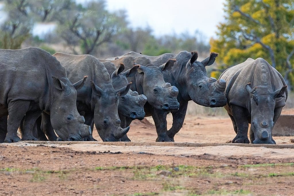 What Is Jaldapara Safari Booking? 5 Rhino herd near a watering spot—wildlife sighting during Jaldapara National Park safari in Dooars