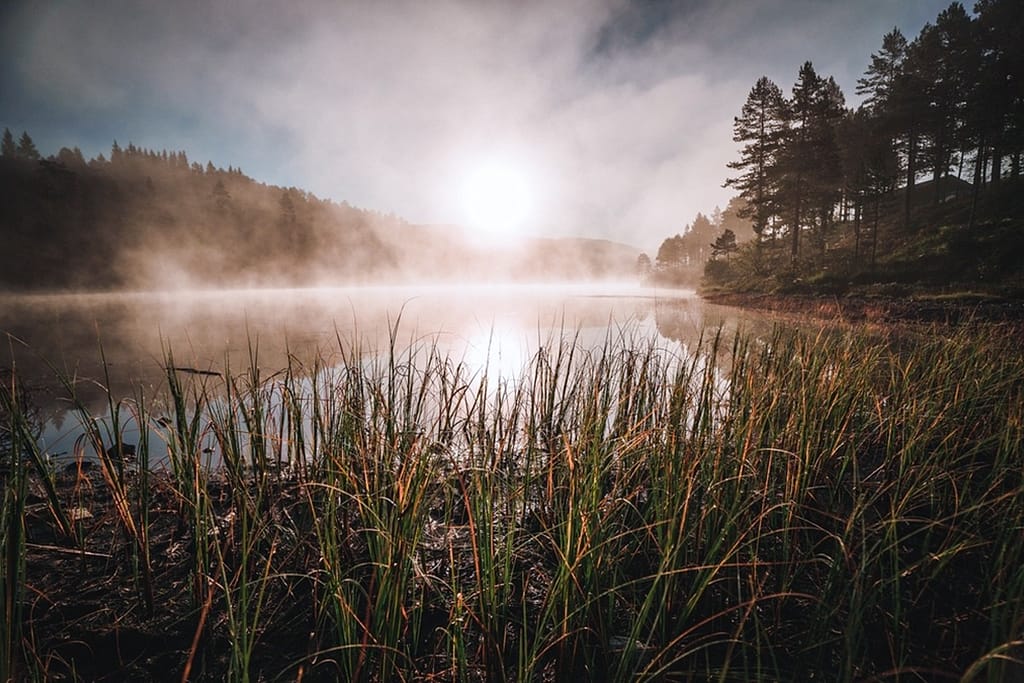 What Is Jaldapara Safari Booking? 6 Misty sunrise over a quiet lake—peaceful morning before Jaldapara National Park safari
