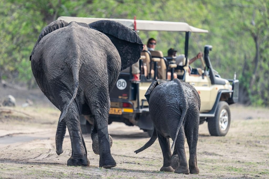 What Is Jaldapara Safari Booking? 4 Elephants walking beside a safari jeep—car safari experience for Jaldapara safari booking guide