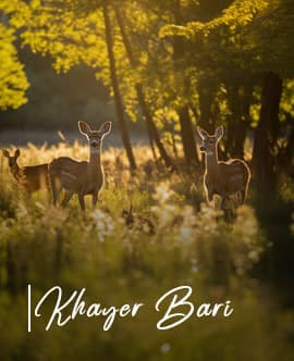 khayer-bari